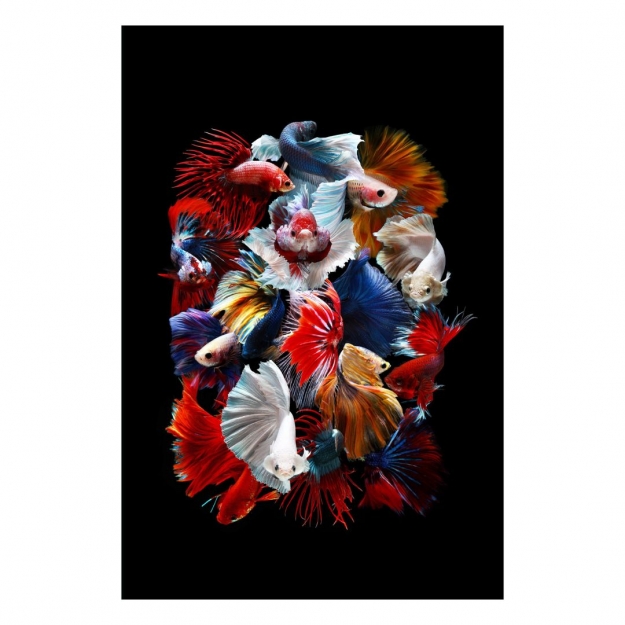 Картина на склі у рамі Betta Fish 152.5x102.5cm