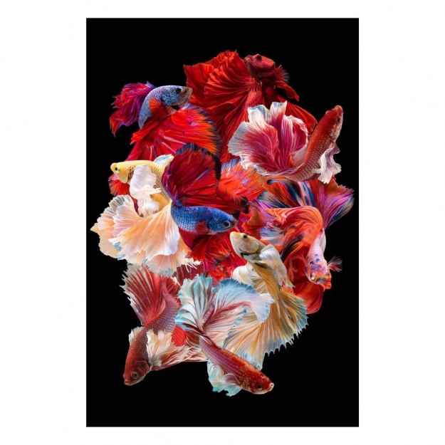 Картина на склі у рамі Beautiful Betta Fish 152.5x102.5cm